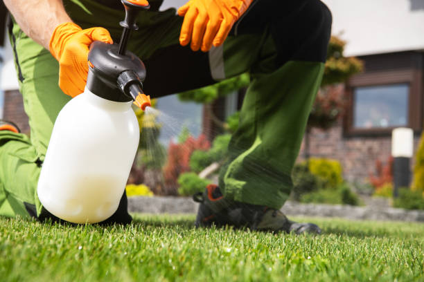 Best Flea Control Services  in Des C, AR