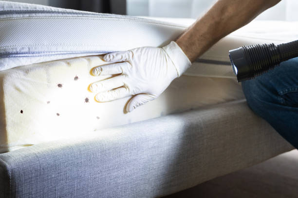 Best Exterminator Services  in Des C, AR