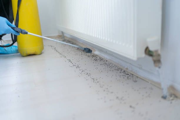 Best Termite Control Services  in Des C, AR