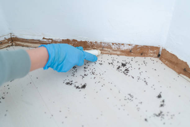 Flea Control Services in Des Arc, AR
